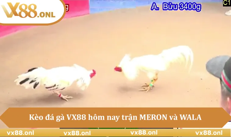 Kèo đá gà VX88 hôm nay trận MERON và WALA